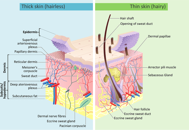 Skin Overview